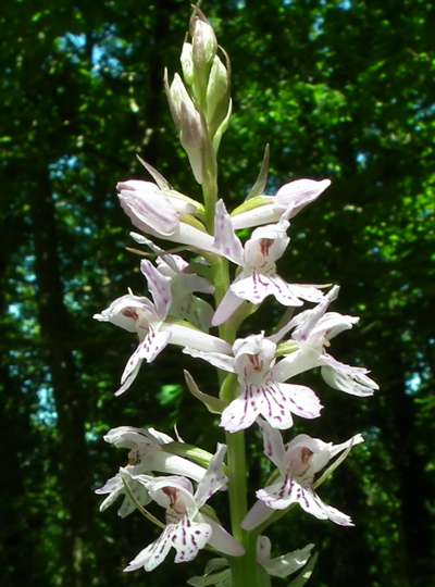 Dactylorhiza fuchsii